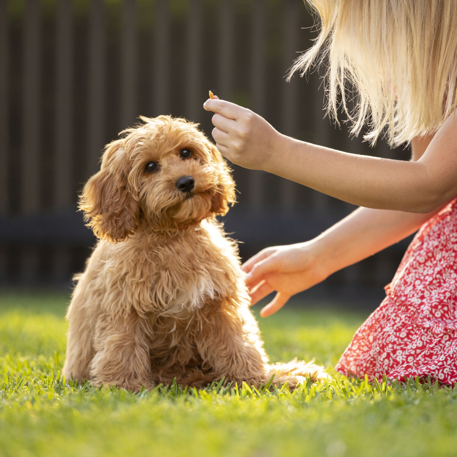 A teddybear like puppy stares at a treat in the hand of it's owner