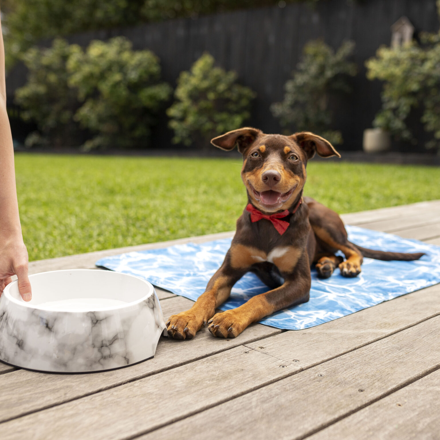 A puppy is lying on a mat, smiling at the camera