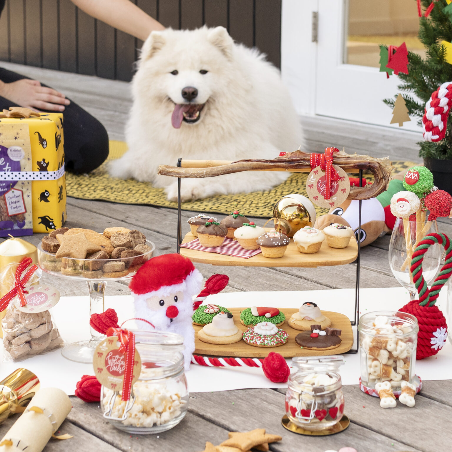 A fluffy white dog sits looking over a selection of different Christmas themed dog treats